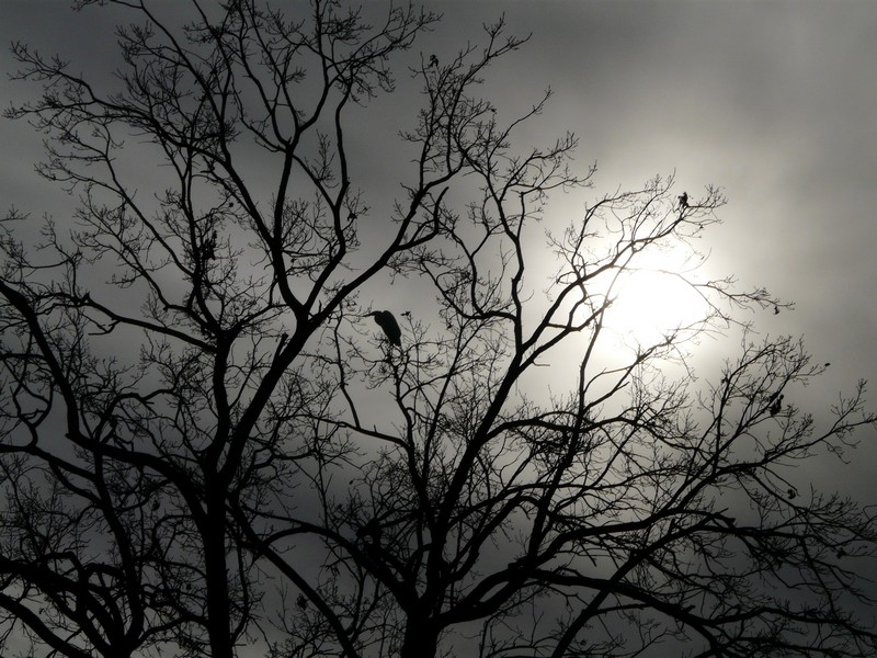 Airone bianco invernale