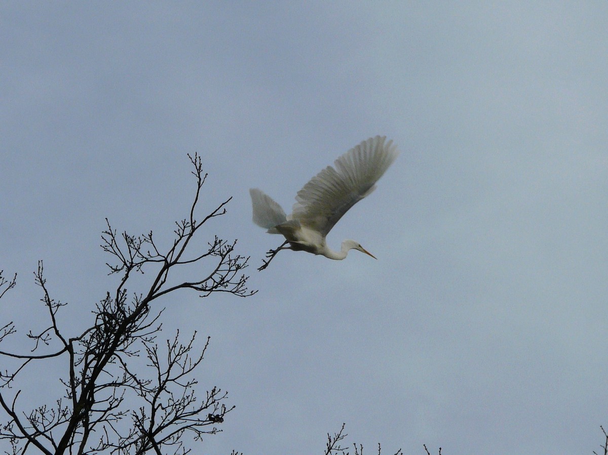 Airone bianco invernale