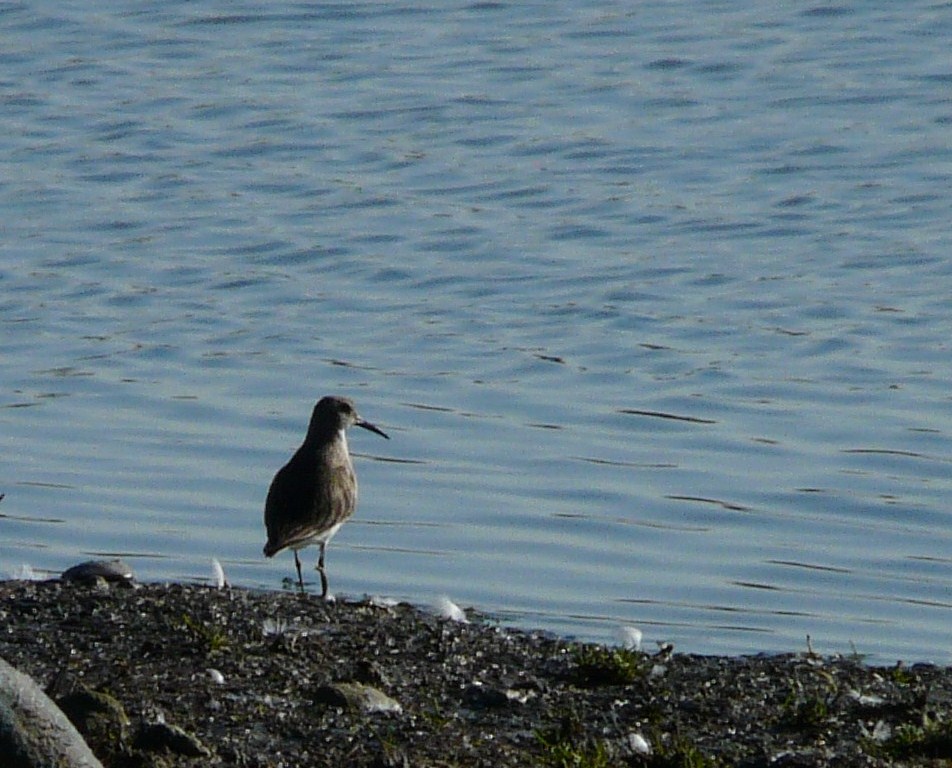 Limicoli da identificare