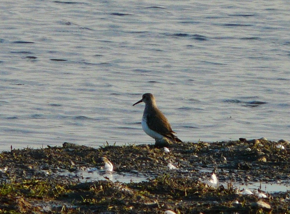Limicoli da identificare