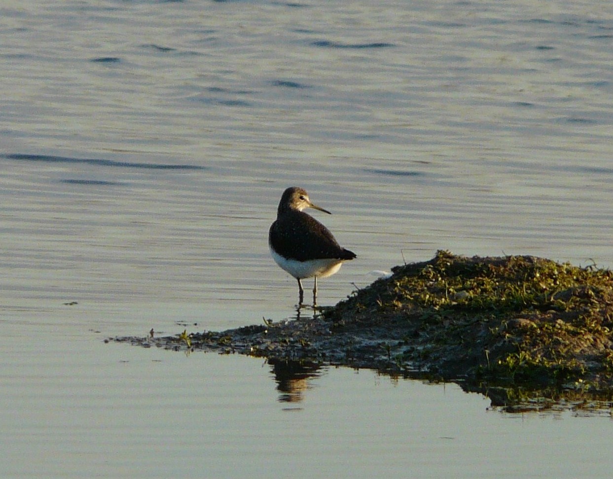 Limicoli da identificare