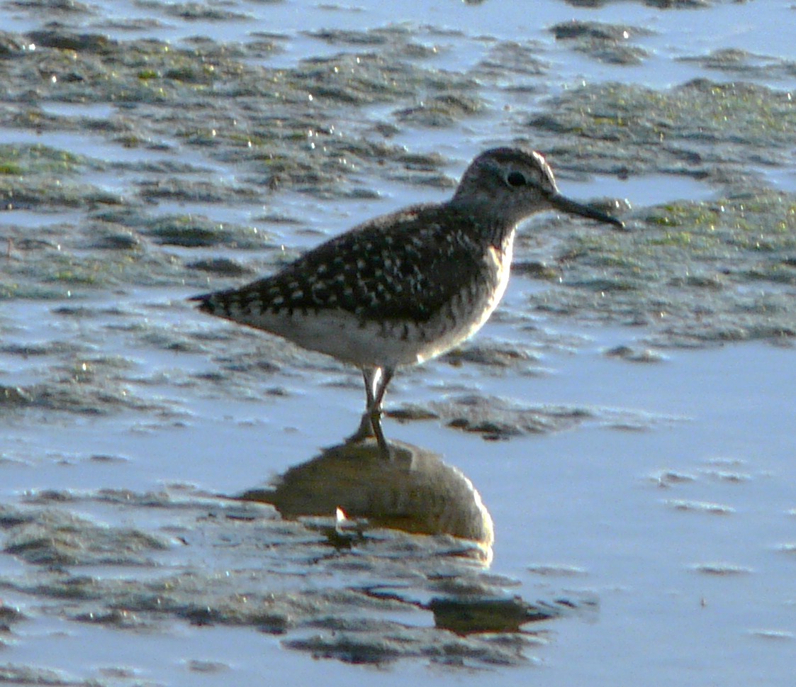 Limicolo da identificare