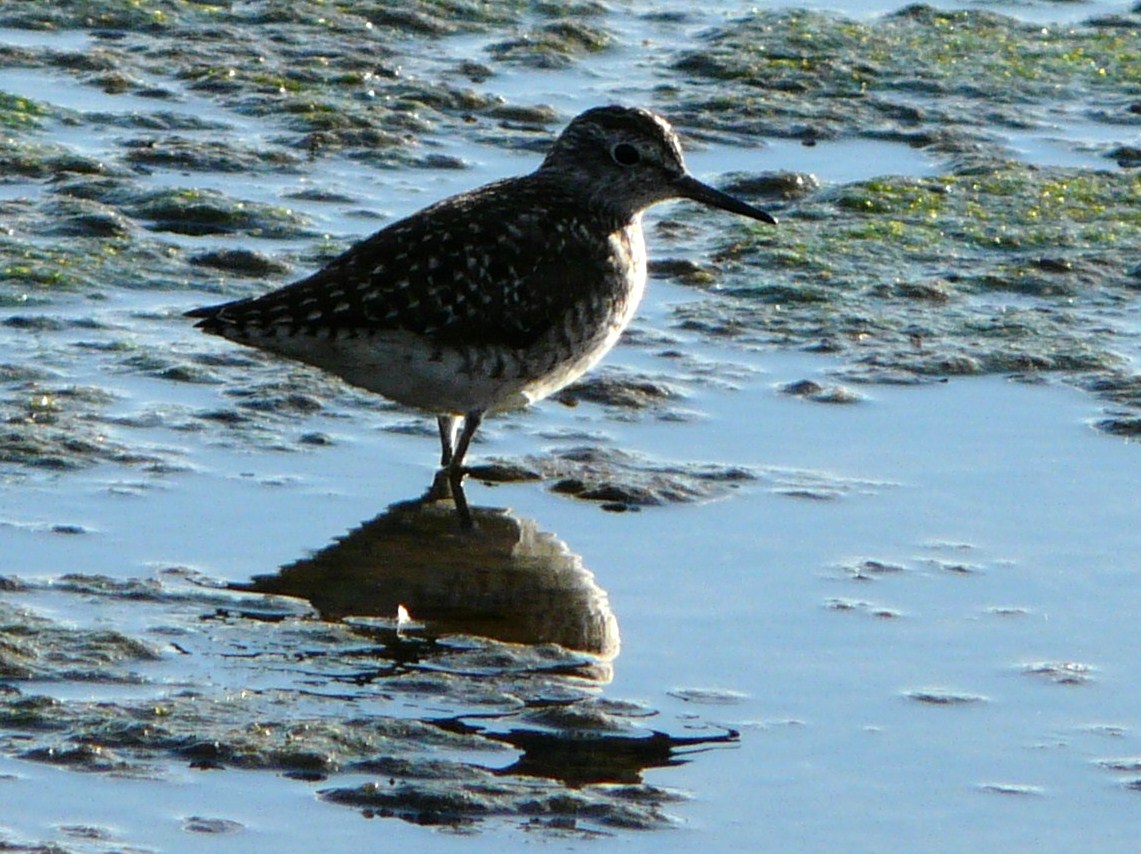 Limicolo da identificare