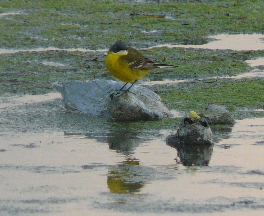 Cutrettole; quante sottospecie ( si dice cos�?) nel cremasco