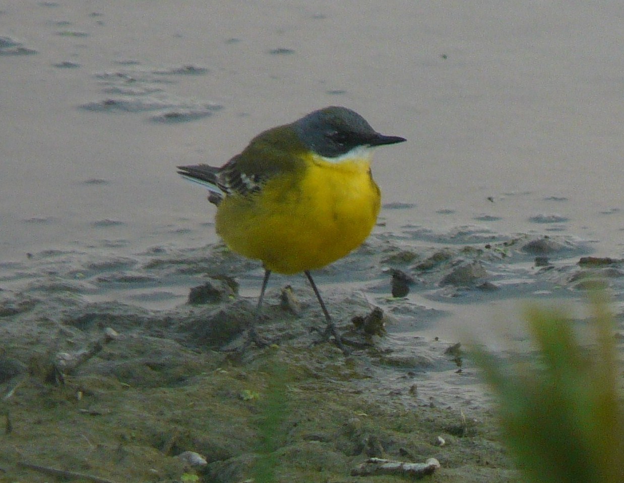 Cutrettole; quante sottospecie ( si dice cos�?) nel cremasco