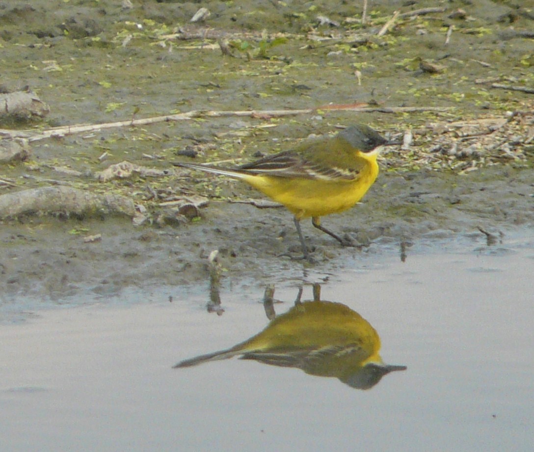 Cutrettole; quante sottospecie ( si dice cos�?) nel cremasco