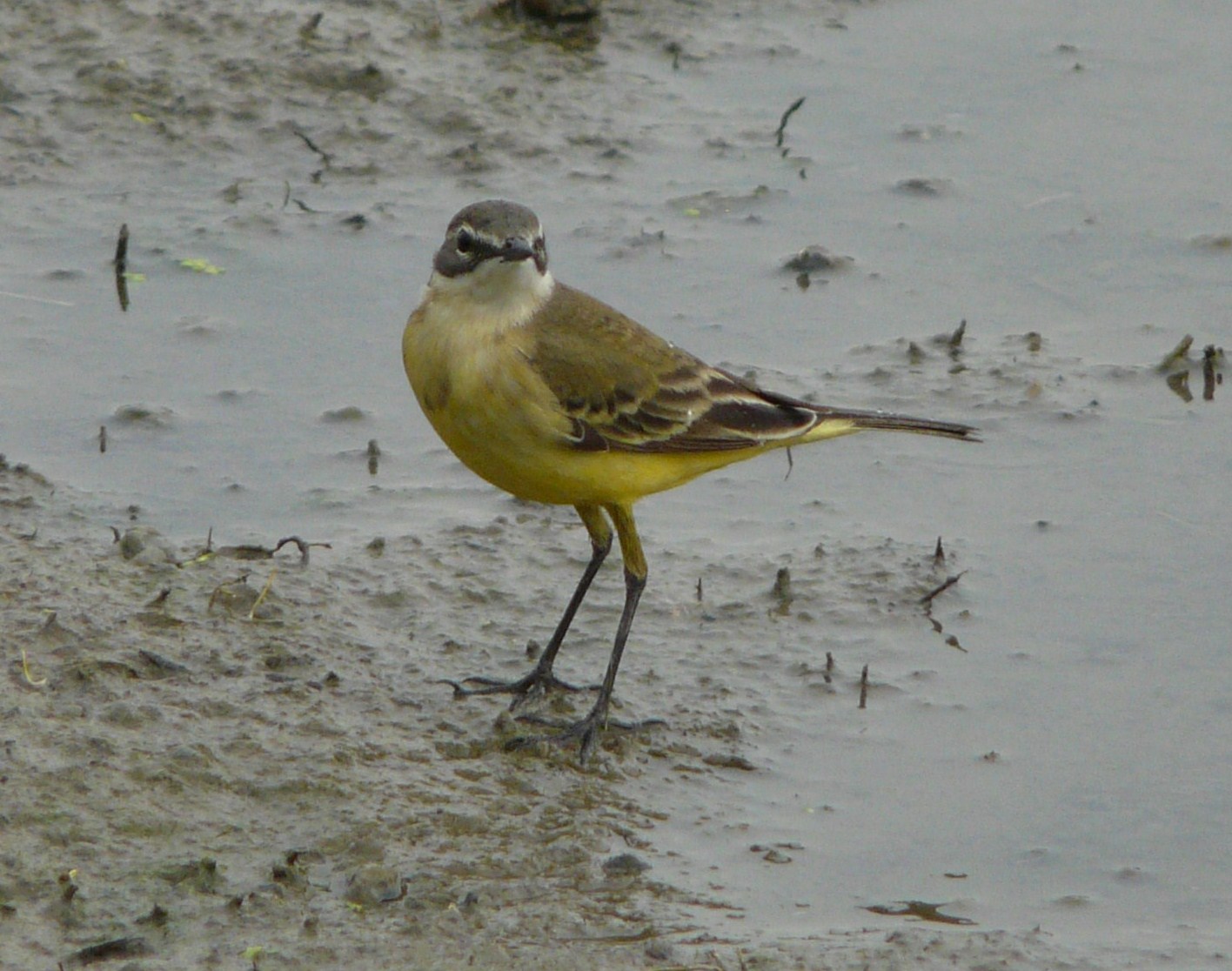 Cutrettole; quante sottospecie ( si dice cos�?) nel cremasco
