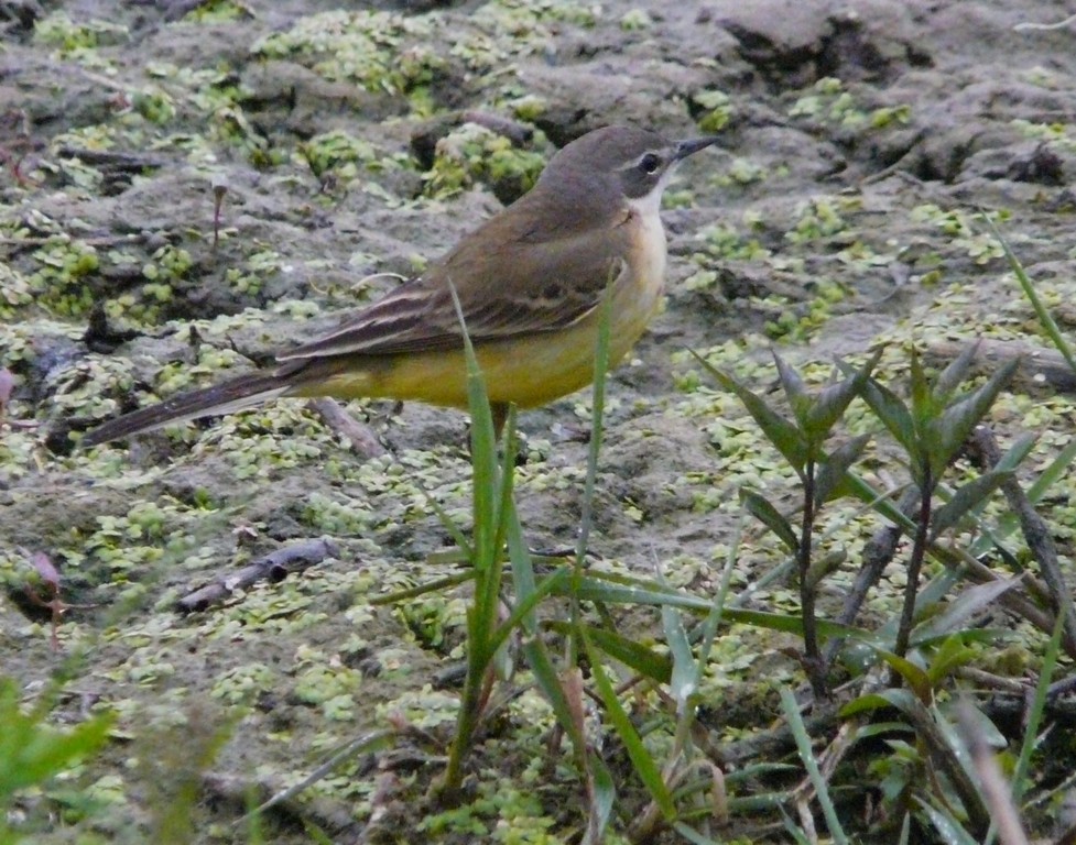 Cutrettole; quante sottospecie ( si dice cos�?) nel cremasco