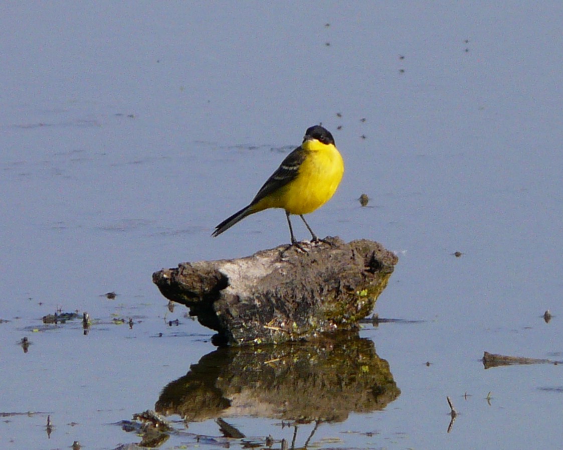 Cutrettole; quante sottospecie ( si dice cos�?) nel cremasco