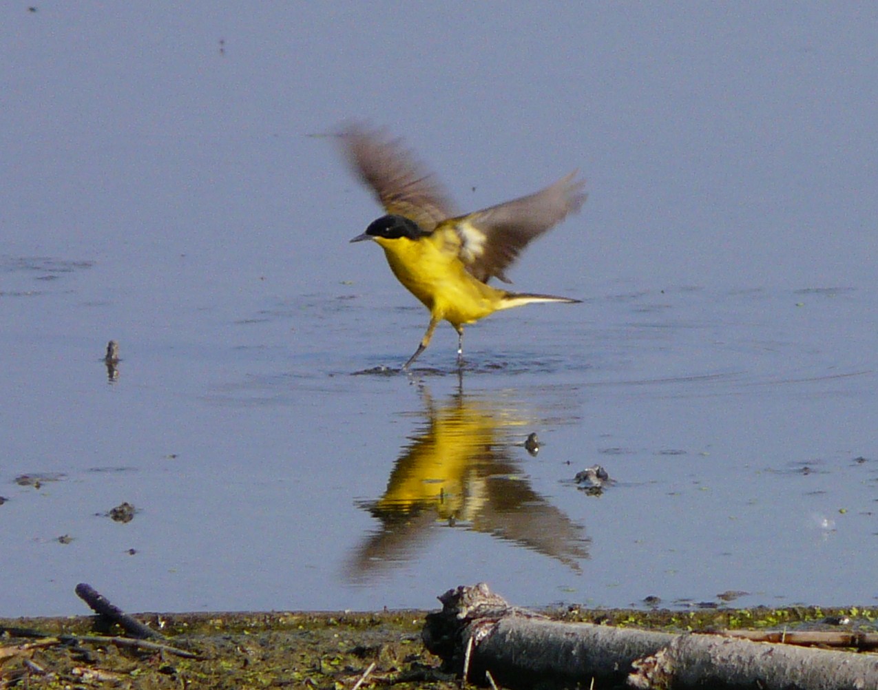Cutrettole; quante sottospecie ( si dice cos�?) nel cremasco