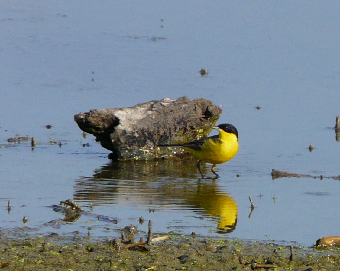 Cutrettole; quante sottospecie ( si dice cos�?) nel cremasco
