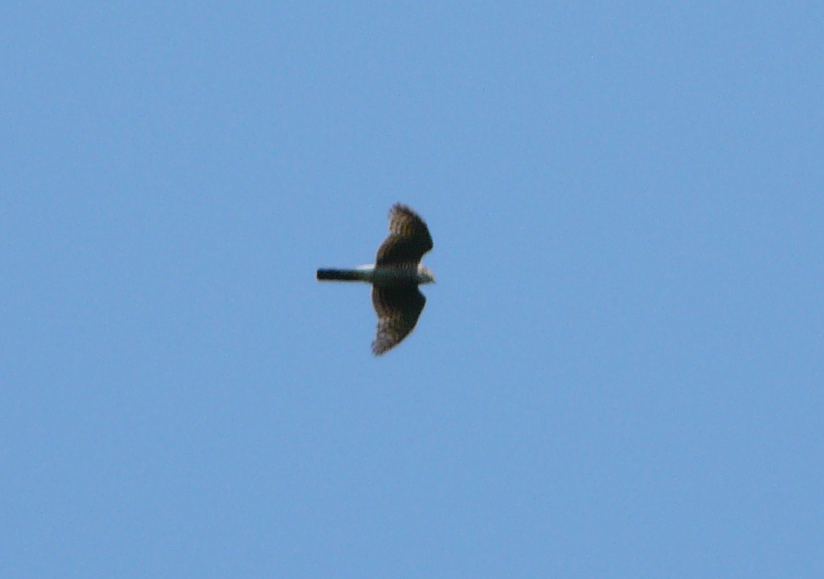 Identificazione rapace nel Moso Cremasco