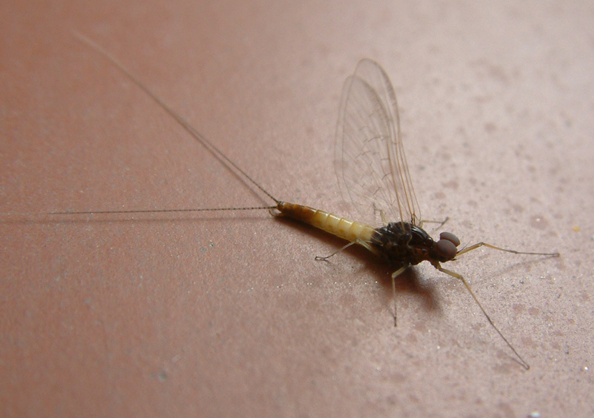 Baetis rhodani