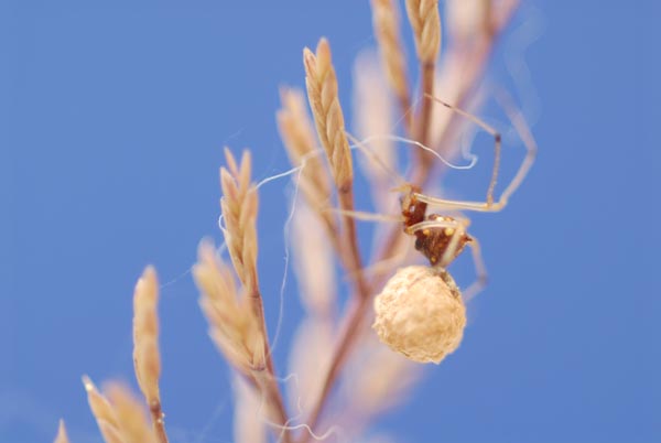 Theridiidae: Neottiura uncinata, femmina  -