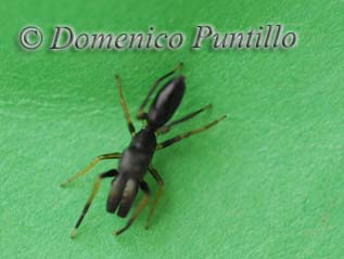 Myrmarachne formicaria