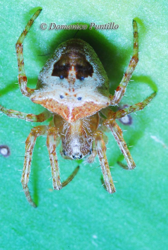 Gibbaranea bituberculata