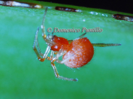 Ragnetto rosso sconosciuto