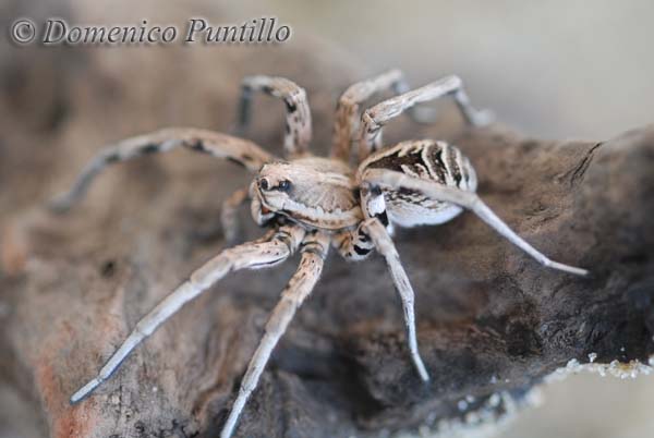 Lycosa
