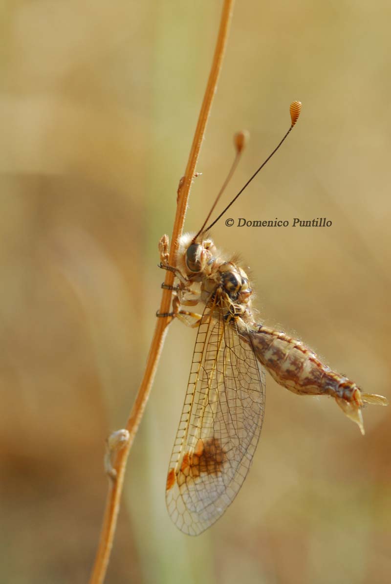 Neurottero:Deleproctophylla australis