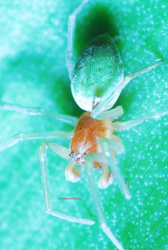 Nigma sp.
