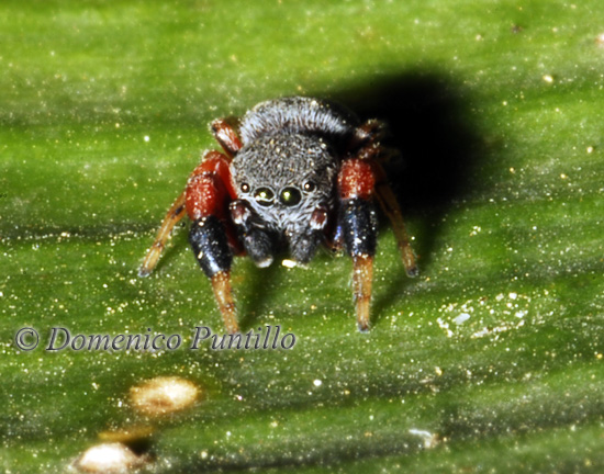 Ballus rufipes