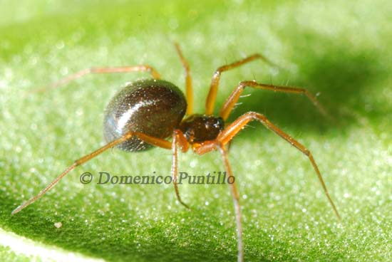 Theridae