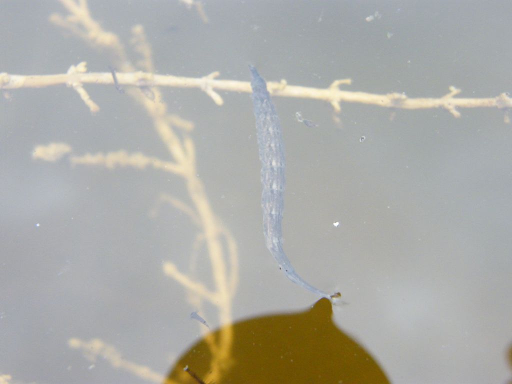 Larve di Stratiomyidae