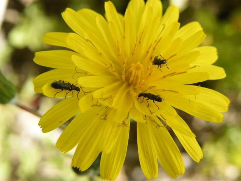 Melyride della Sardegna