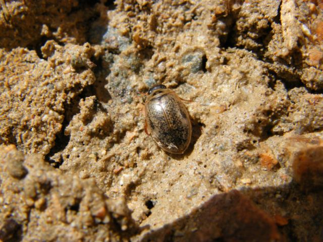 Agabus (Gaurodytes) nebulosus (Dytiscidae)