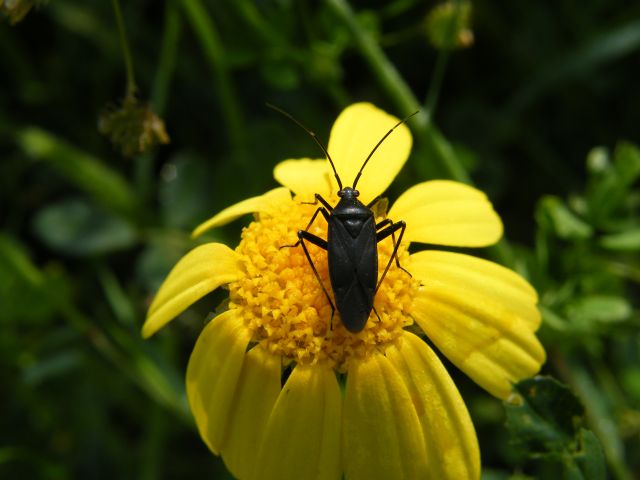 Calocoris nemoralis f. picea?