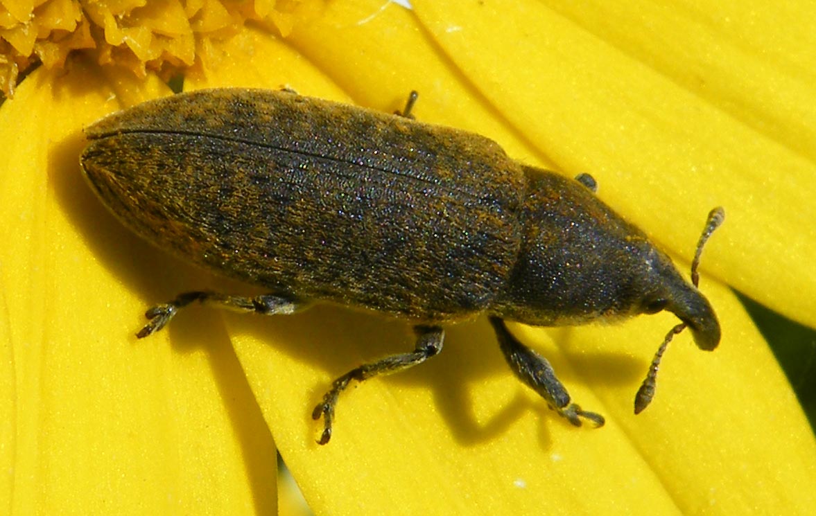 Lixus?  Lixus cardui