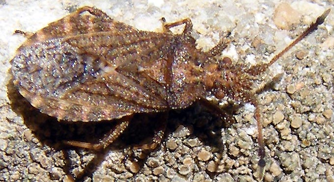 Coreidae: Arenocoris waltli della Sardegna