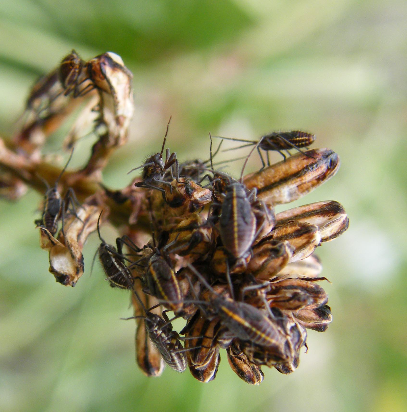 Miridae: Horistus orientalis su asfodelo