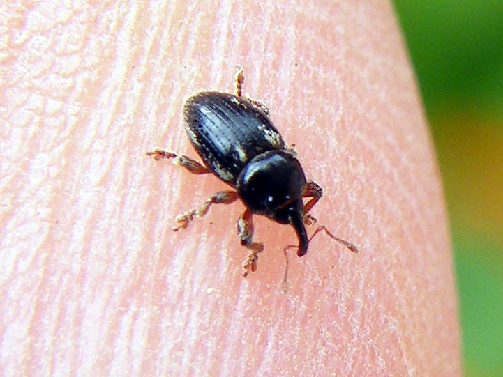 Coppia di piccoli curculionidi:Pachytychius hordei squamosus