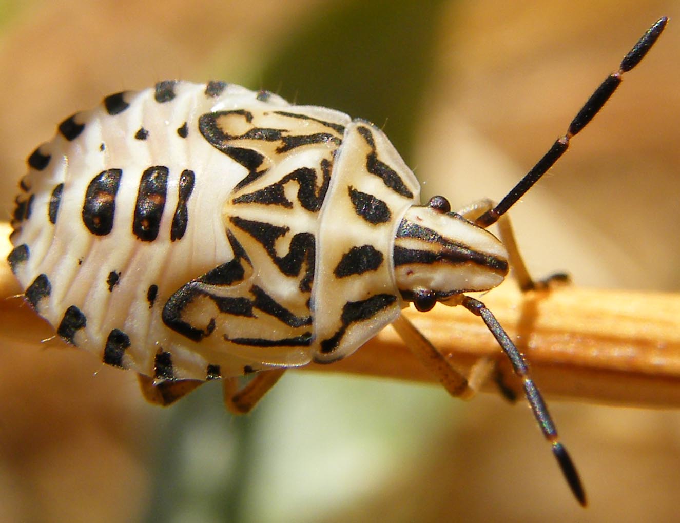 Pentatomidae: ninfe di Codophila varia