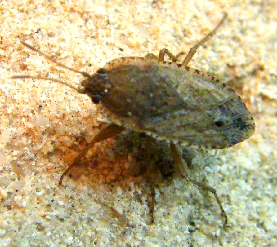 Lygaeidae: Emblethis sp. di Sardegna