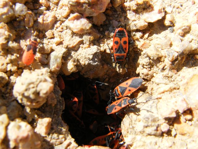 Scantius aegyptius e Pyrrhocoris apterus!