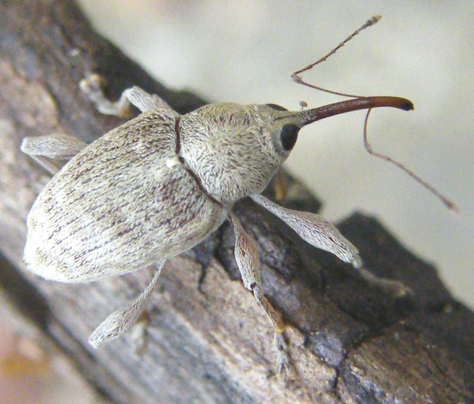 Curculio elephas?