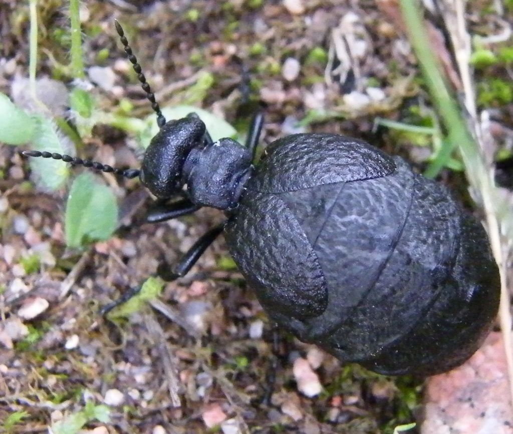 Meloe da identificare: Meloe cf mediterraneus