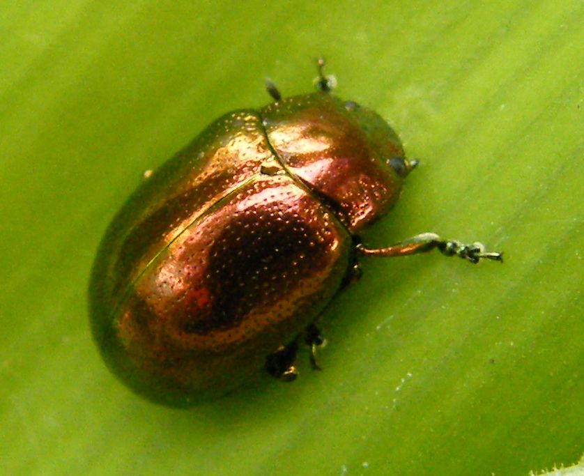 Chrysolina herbacea? No, C. viridana