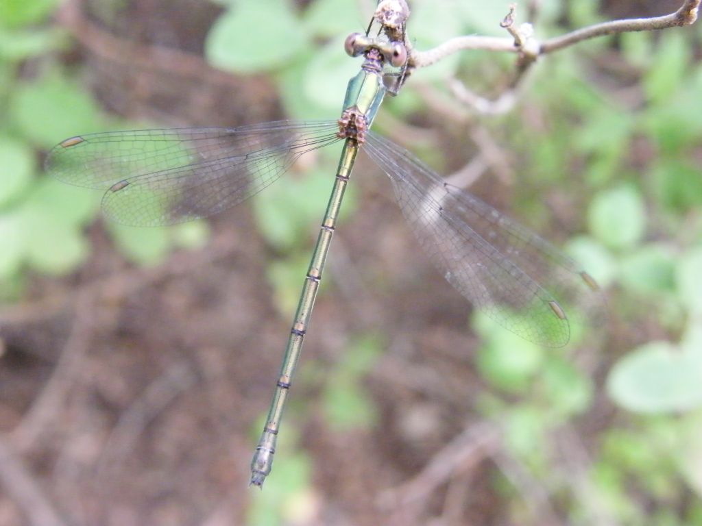 Lestes viridis?