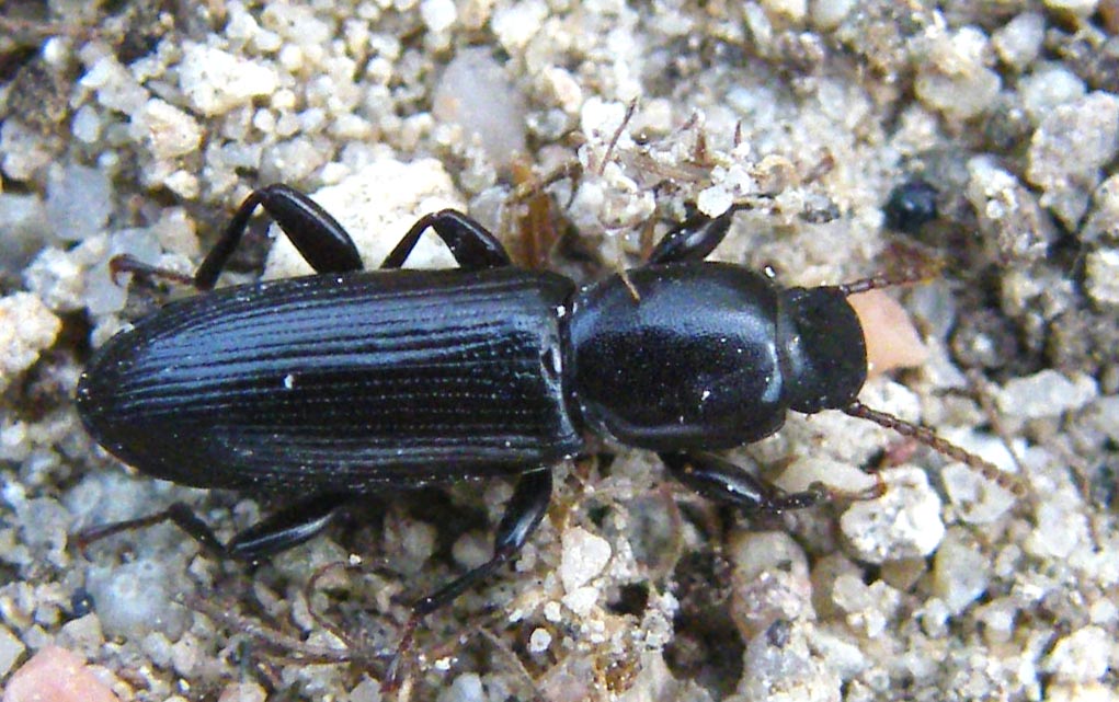 Centorus elongatus elongatus