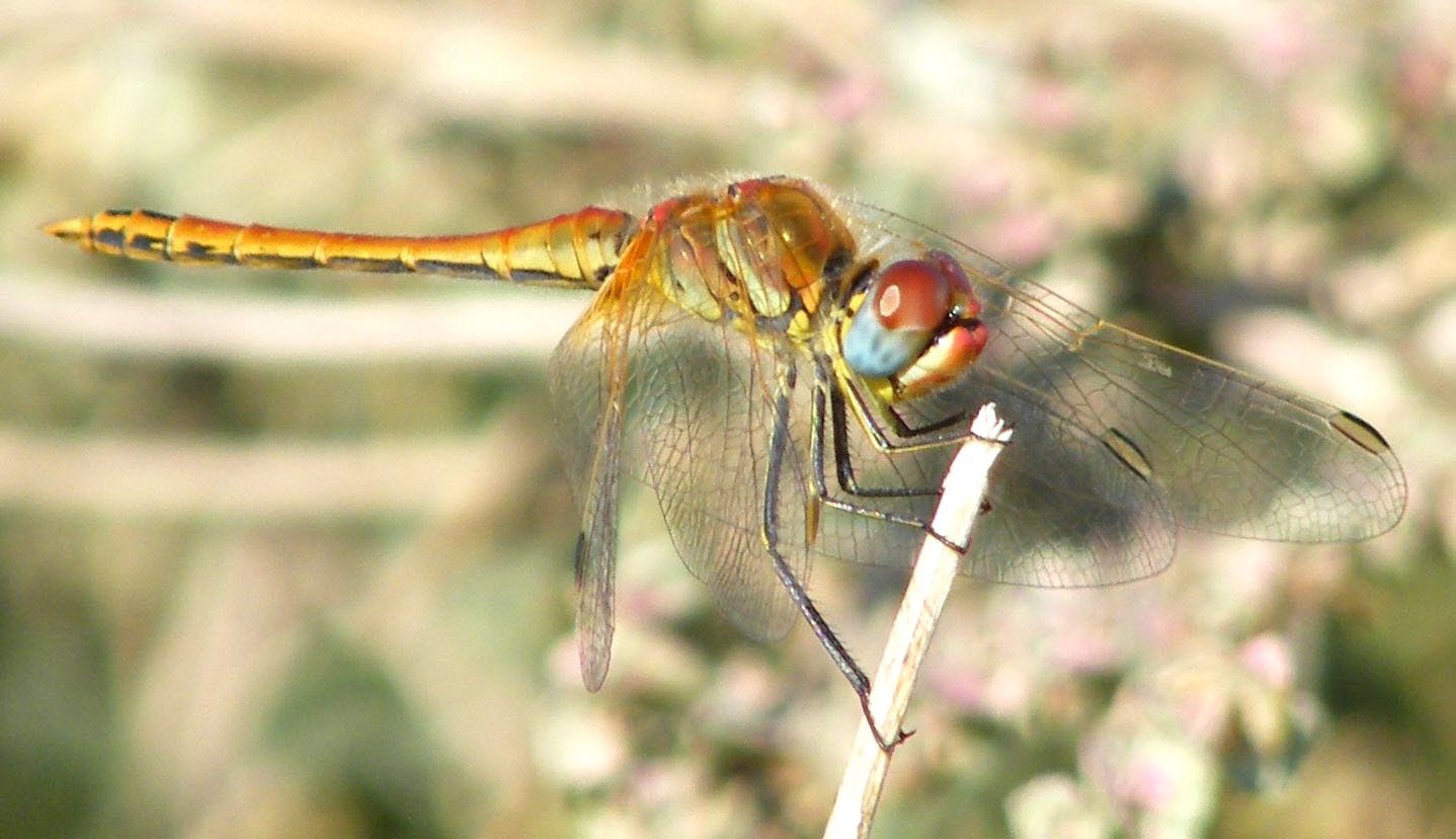 Tutti e due Sympetrum fonscolombii? - Sì, maschi