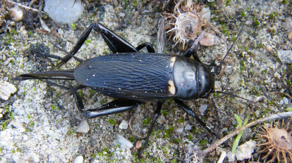 Femmina di Gryllus bimaculatus