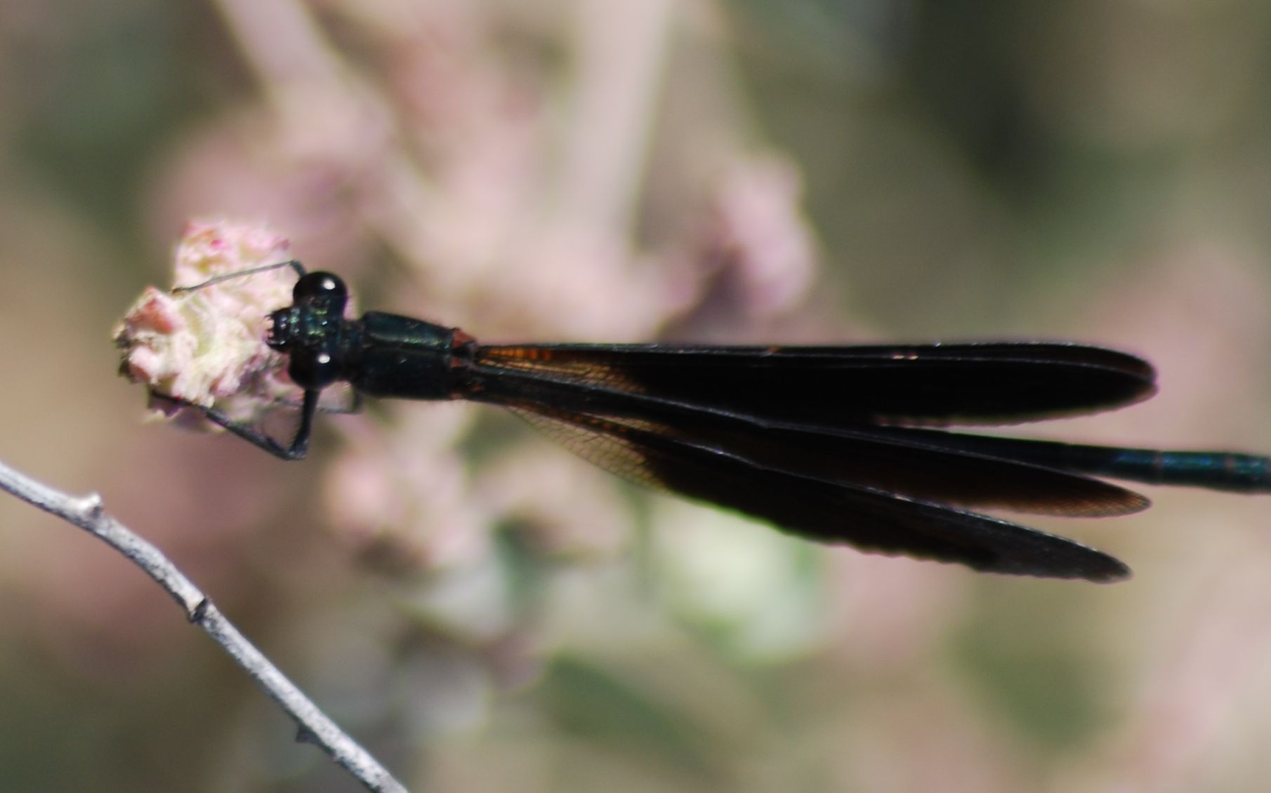 Calopteryx haemorrhoidalis maschio?
