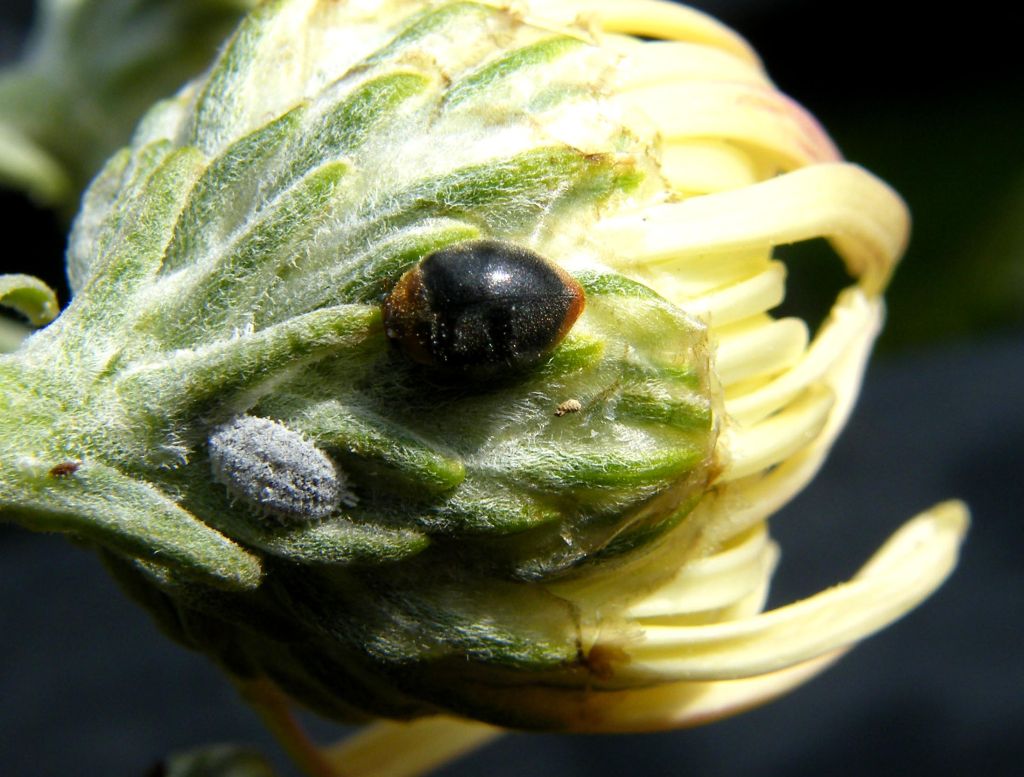 Coccinellide da determinare - Cryptolaemus montrouzieri