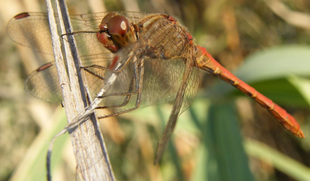 Ancora Sympetrum striolatum... e meridionale