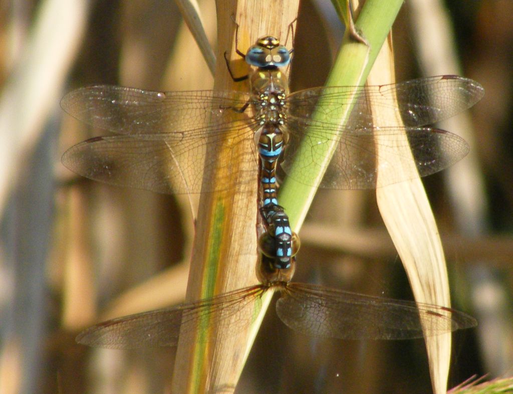 Aeshna mixta in copula