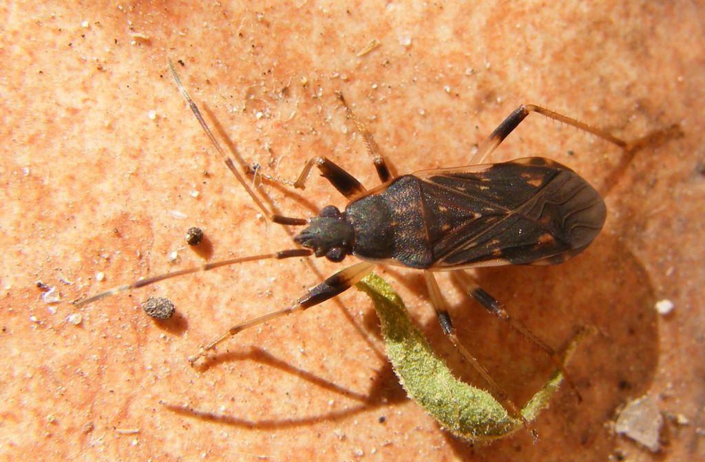 Lygaeidae: Dieuches armatipes (forma scura) della Sardegna