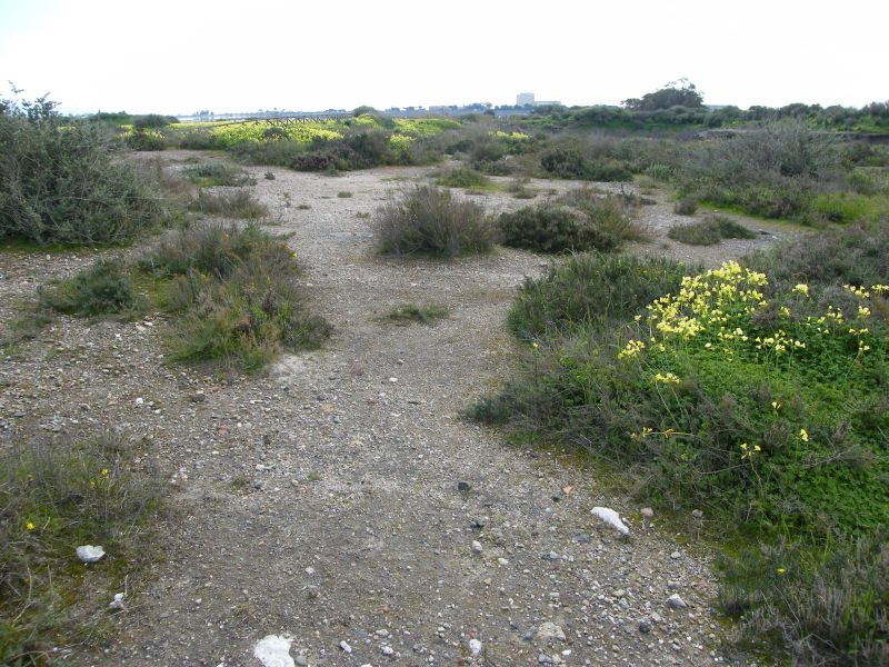 Cicindela campestris corsicana di Cagliari